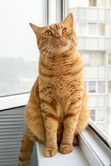 Large adult cute ginger cat sitting on windowsill looking up. Pets theme. Selective focus.