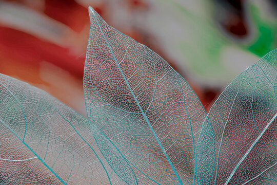 leaves shadow background