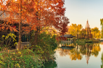 The spring city of Jinan in golden autumn, the colorful autumn colors of Daming Lake Scenic Area