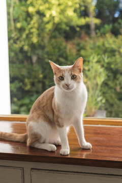 Portrait of a red and white cat sitting on wooden window sill at window over garden
