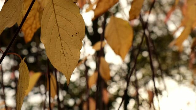 Colorful falling autumn leaves. View through the autumn foliage in park forest. Golden tree leaves. Beautiful tree with yellow leaves in autumn forest. Path littered with autumn leaves. Nature fall