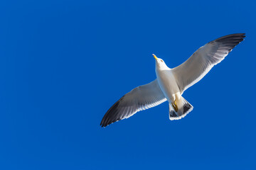 Obraz premium Seagulls flying freely in the blue sky