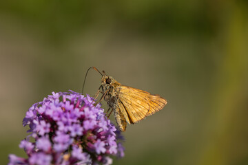butterfly on patagonian verbena