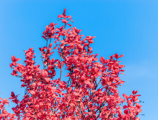 Pink Tree on the Background of the Summer Sky