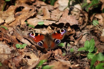 closeup of  a peacock butterfly 