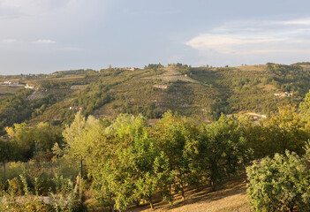 Fototapeta na wymiar Groves of hazelnuts in the area of Albaretto della Torre in Piedmont, Italy
