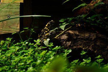 Obraz premium black and yellow lizards in forest