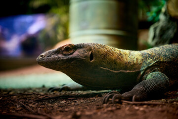 big lizard on the ground