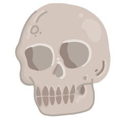 human skull isolated