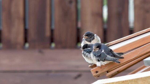 Swallow feeding chicks close-up flying and sitting on cold frame