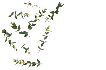 Green leaves of eucalyptus on white