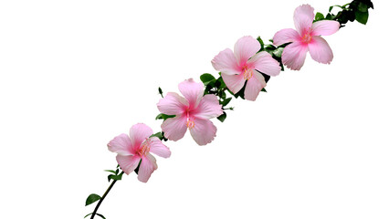 Isolated image of pink hibiscus flower on png file at transparent background. - obrazy, fototapety, plakaty