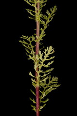 Common Ragwort (Jacobaea vulgaris). Leafy Stem Closeup