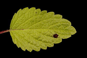 Lemon Balm (Melissa officinalis). Leaf Closeup