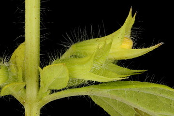 Lemon Balm (Melissa officinalis). Flower Bud Closeup