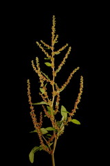 Broad-Leaved Dock (Rumex obtusifolius subsp. obtusifolius). Inflorescence Closeup