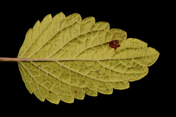 Lemon Balm (Melissa officinalis). Leaf Closeup