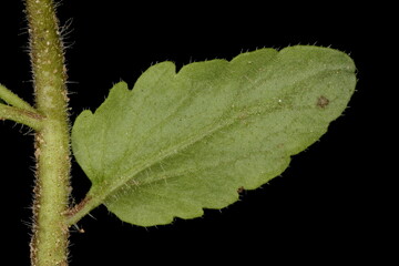 Green Field Speedwell (Veronica agrestis). Leaf Closeup