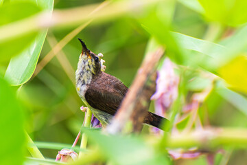 Beautiful Humming Birds enjoying the nature life 
