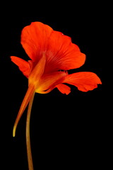 Nasturtium (Tropaeolum majus). Fully-Opened Flower Closeup
