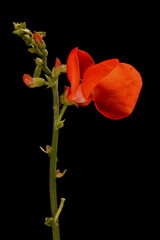 Naklejka premium Runner Bean (Phaseolus coccineus). Inflorescence Closeup