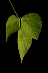Runner Bean (Phaseolus coccineus). Leaf Closeup