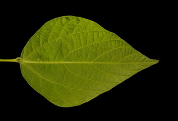 Runner Bean (Phaseolus coccineus). Leaflet Closeup