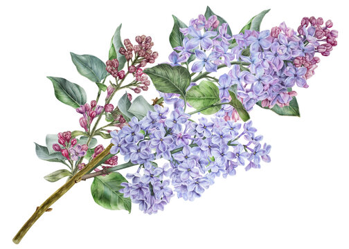 Branch of purple lilac. Watercolor botanical illustration. Hand drawn clipart isolated on a white background. Inflorescence of a shrub. Spring flowers with a pleasant fragrance. For stickers, prints
