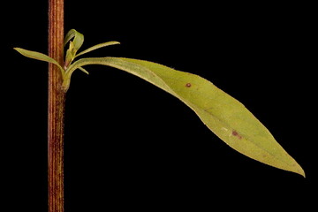 European Goldenrod (Solidago virgaurea). Leafy Stem Closeup