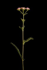 Yarrow (Achillea millefolium). Habit (Pink Form)