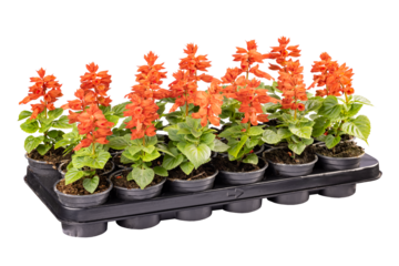 Red salvia splendens
