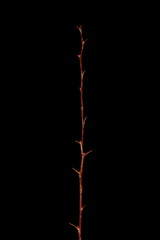 Thunberg's Barberry (Berberis thunbergii). Wintering Twig Closeup