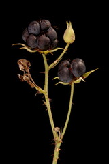 Dewberry (Rubus caesius). Infructescence Closeup
