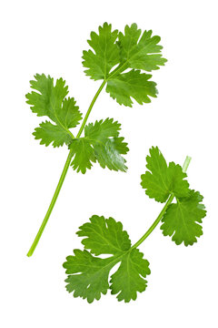 fresh coriander isolated on white background