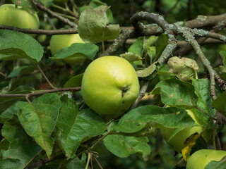 green apples on a tree