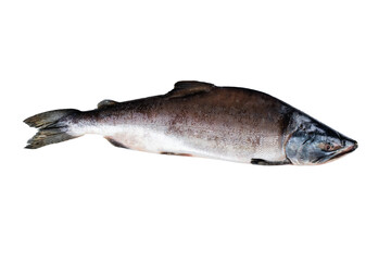 Fish humpback salmon close up isolated on white background  with clipping path. Full Depth of...