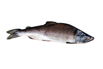Fish humpback salmon close up isolated on white background  with clipping path. Full Depth of field. Focus stacking.