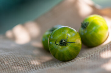 Lot of green tomatoes in play of shadow and light