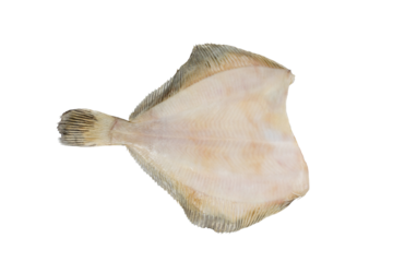Sole fish without Skin - Flatfish isolated on white background with clipping path. Full Depth of field. Focus stacking. PNG