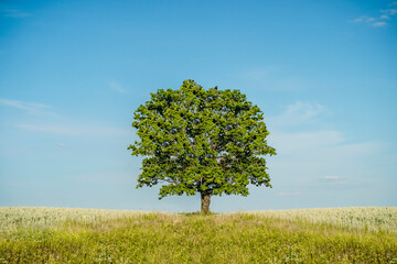 Growing tree in the field and climate change on Earth. Nature, environmental protection concept.