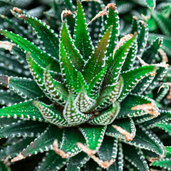 Macro Image of haworthia fasciata and aloe vera.