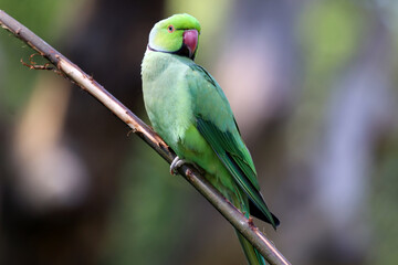 A green ring-necked parakeet