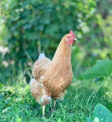 a chickens on the farm.