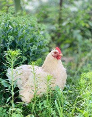 a chickens on the farm.