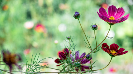 Beautiful cosmea flowers on a sunny garden background, wide frame with copy space, lilac and red flowers with buds.