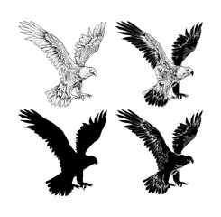 hand drawn eagle illustration with various look