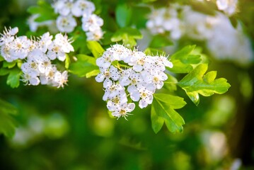 White hawthorn flowers on a green natural background
