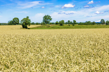 Crops growth on a farmland