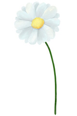 Common daisy.