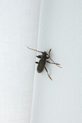 Beetle Lyctus brunneus Isolated on a white background. saw-toothed grain beetle